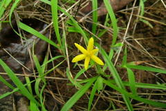 Hypoxis aurea